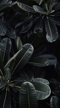 Dark and moody close-up of rubber plant leaves showcasing detailed texture and shadows.