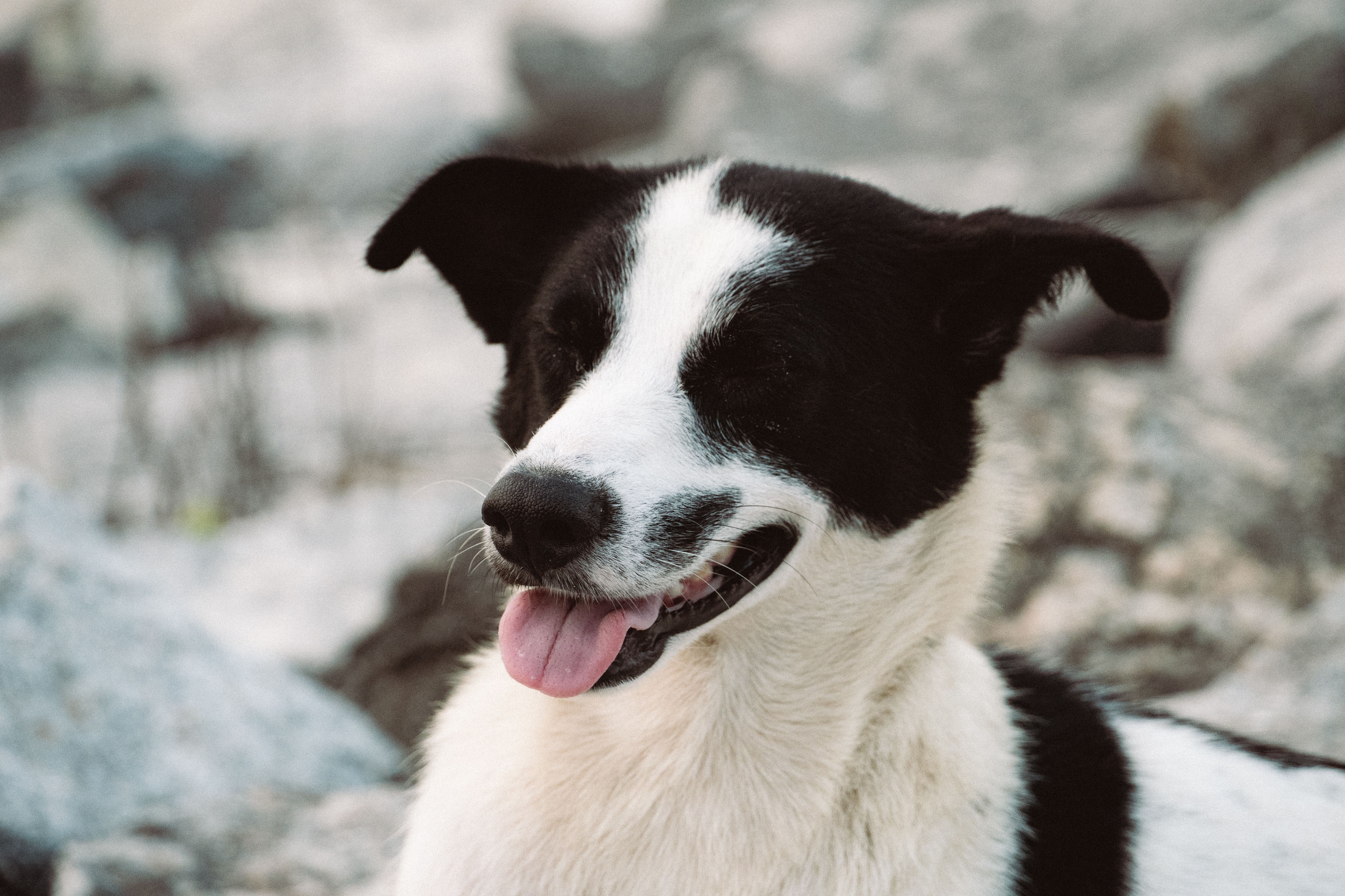 Portrait of a dog at a veterinary clinic