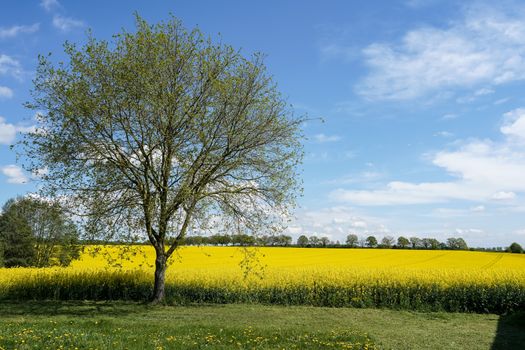 A picturesque landscape of a yellow canola field with a solitary tree under a bright blue sky.