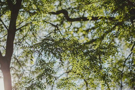 Green Leaves on Tree Branch