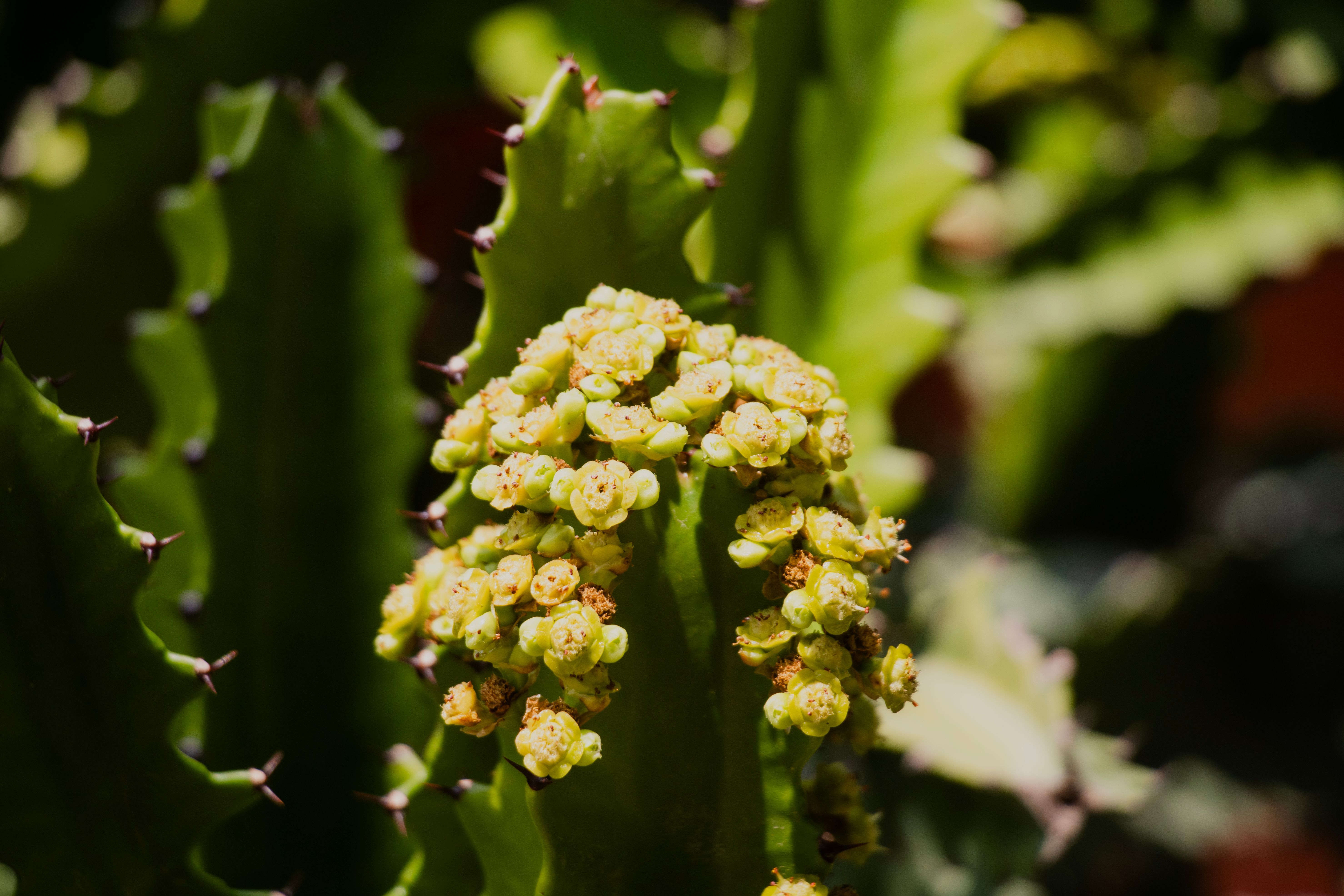 Euphorbia trigona Rubra