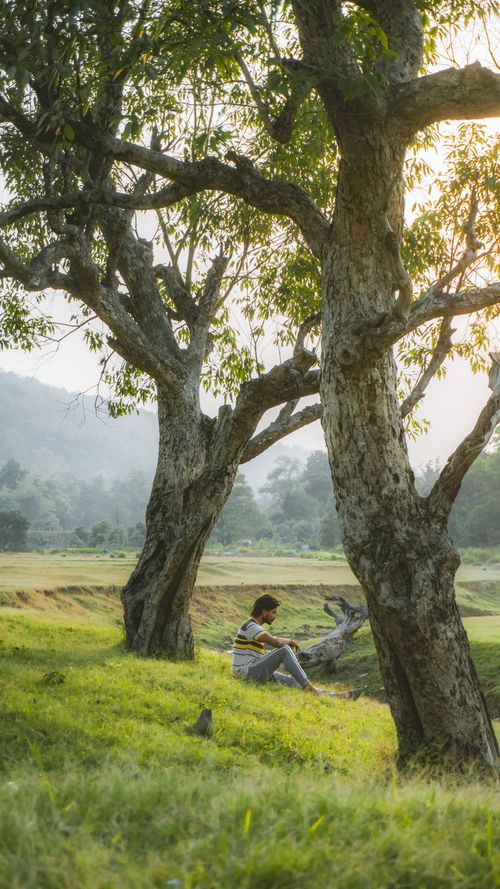 Free Person reading under large trees in a peaceful natural setting during a sunny day. Stock Photo