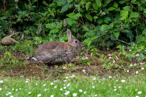 Free Wild rabbit amidst green foliage and white daisies in Kamperland, Netherlands. Stock Photo