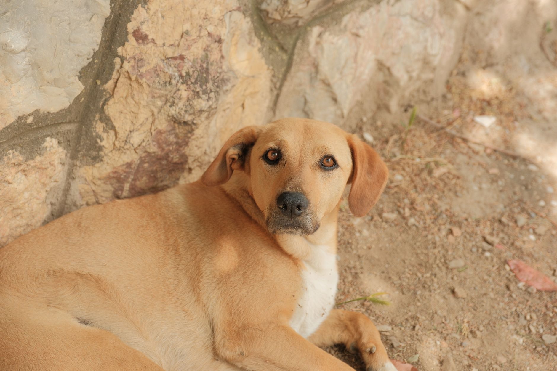 Portrait of a dog at a veterinary clinic