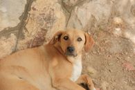A brown dog lying down against a stone wall outdoors, captured in Priştine.