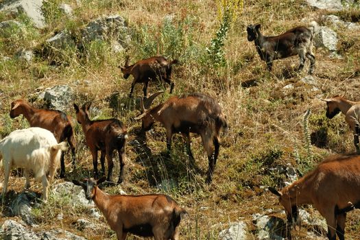 Group of goats grazing on rocky terrain in Shkodra, Albania, showcasing rural wildlife.