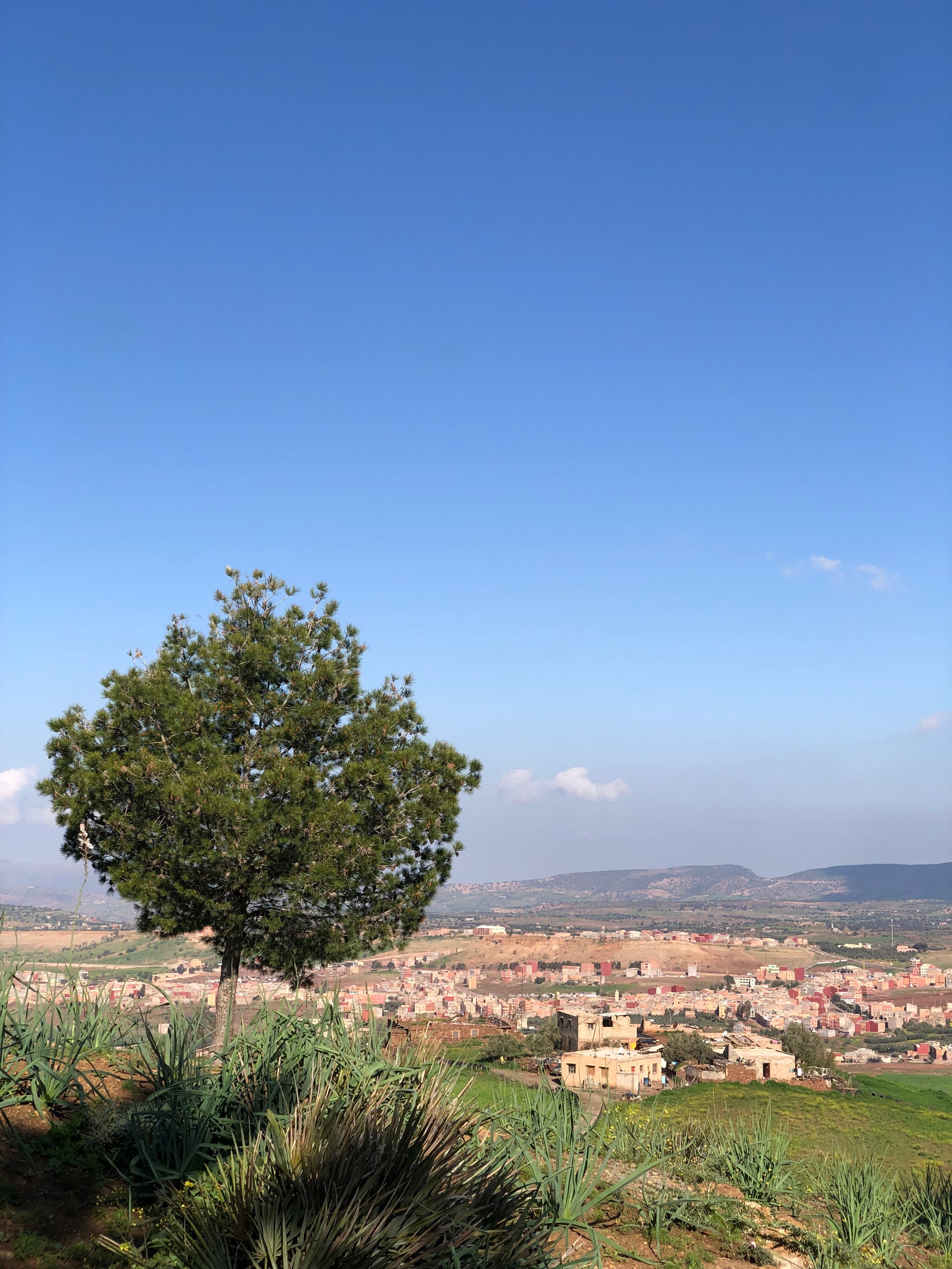 A lone tree overlooking a Moroccan cityscape beneath a clear blue sky, capturing nature and urbanity.
