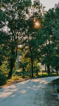 Sunlight filters through trees on a peaceful rural road, creating a serene and calming atmosphere.