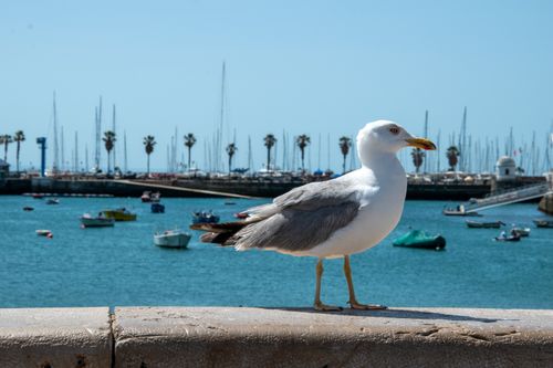 Free A seagull stands on a waterfront ledge with Cascais Marina and clear blue skies in the background. Stock Photo