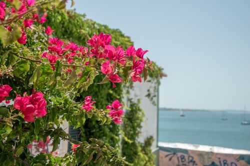 Free Bright pink bougainvillea blossoms with an ocean backdrop, conveying a peaceful coastal vibe. Stock Photo