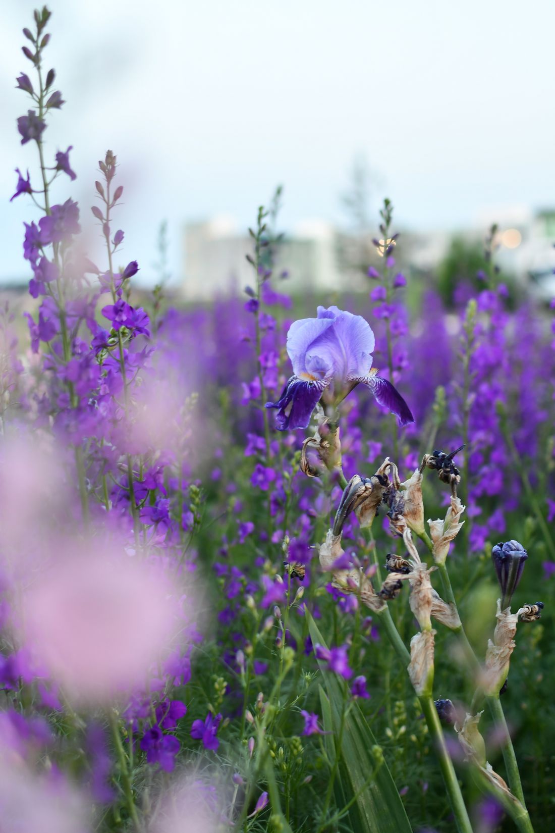 Blue Hour Irises — framed study