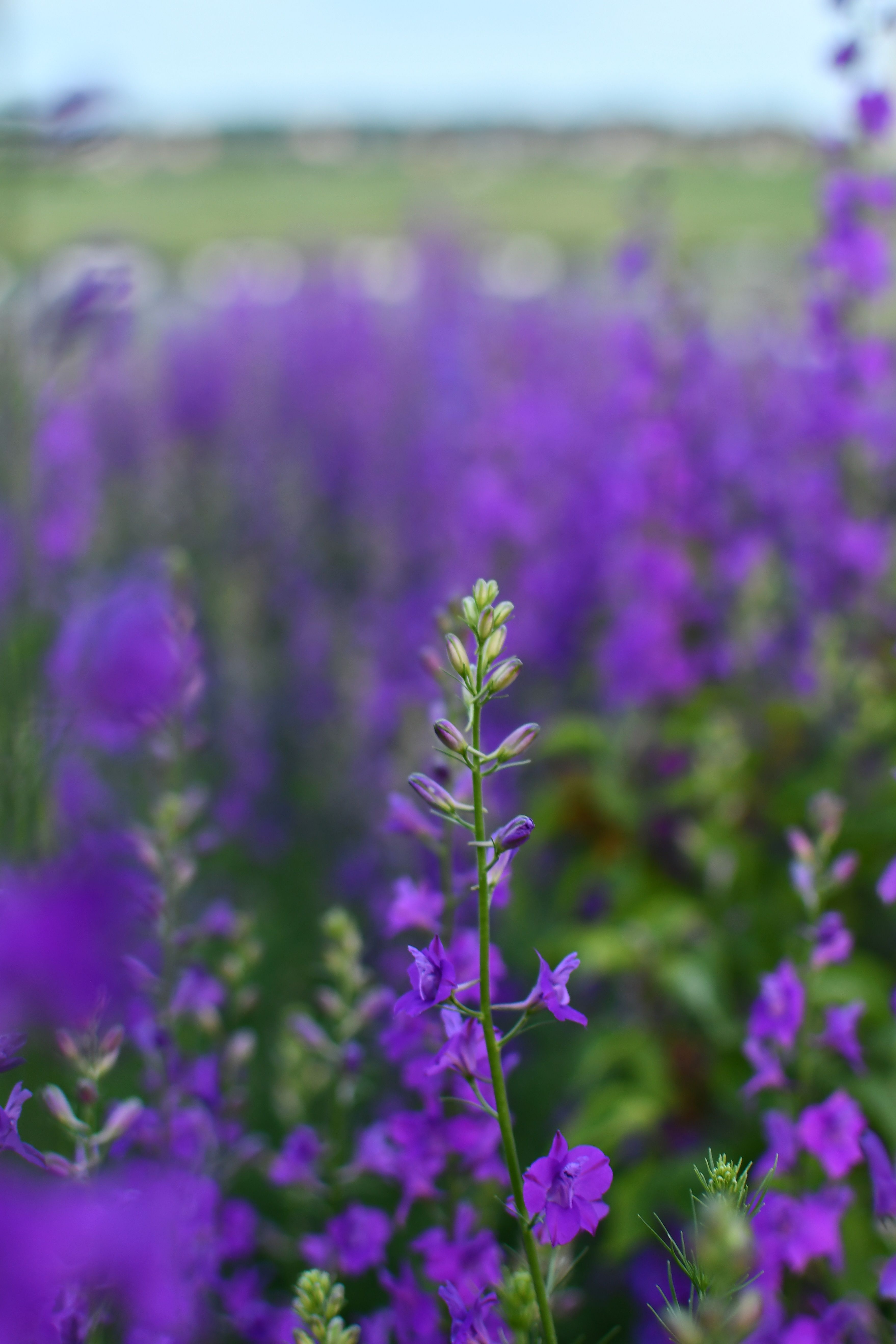 [ColoSach]-a-field-of-vivid-purple-wildflowers-in-focus-with-a-blurred-natural-background,-captured-during-daytime.
