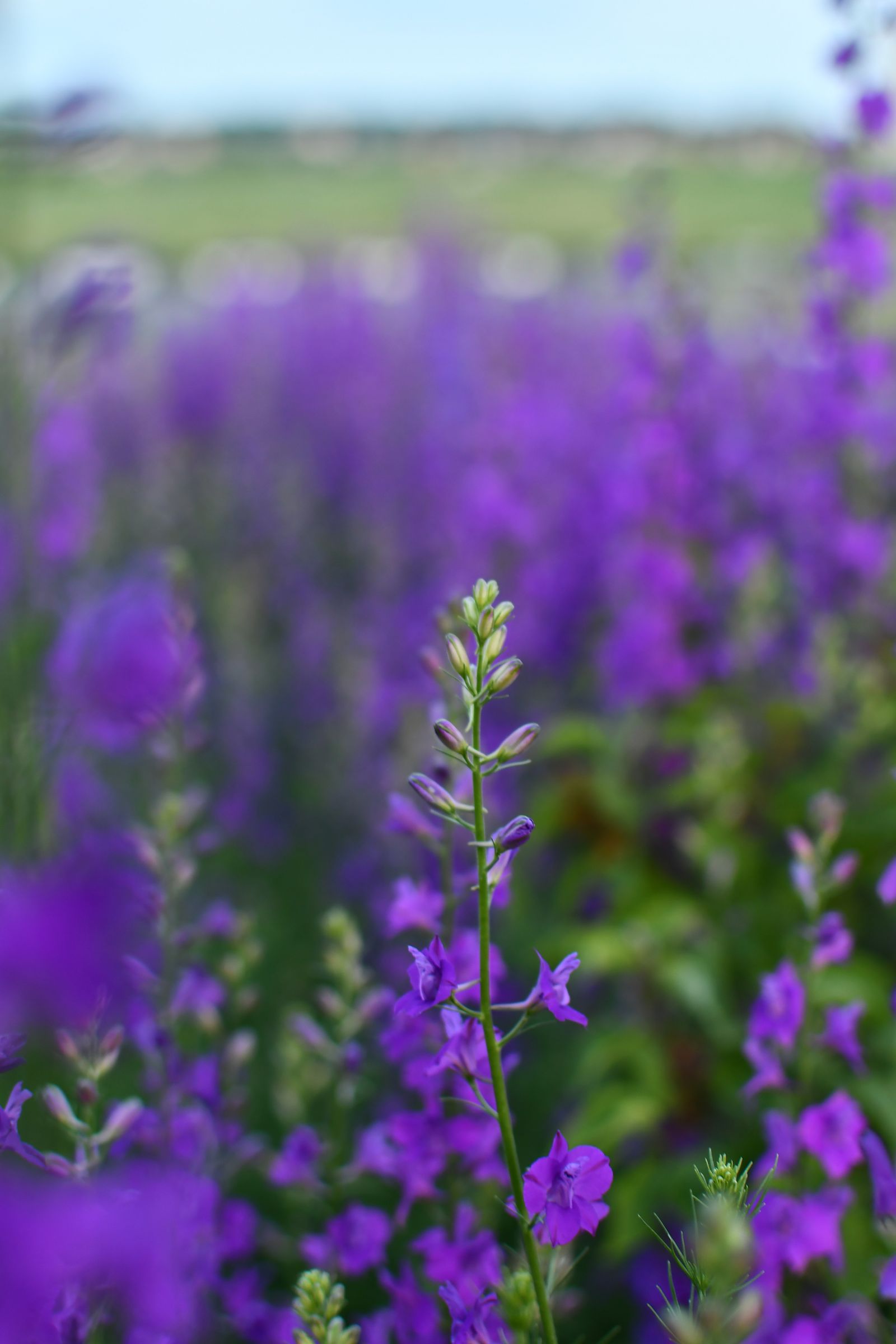 Purple Flower Field Photos, Download The BEST Free Purple Flower Field ...