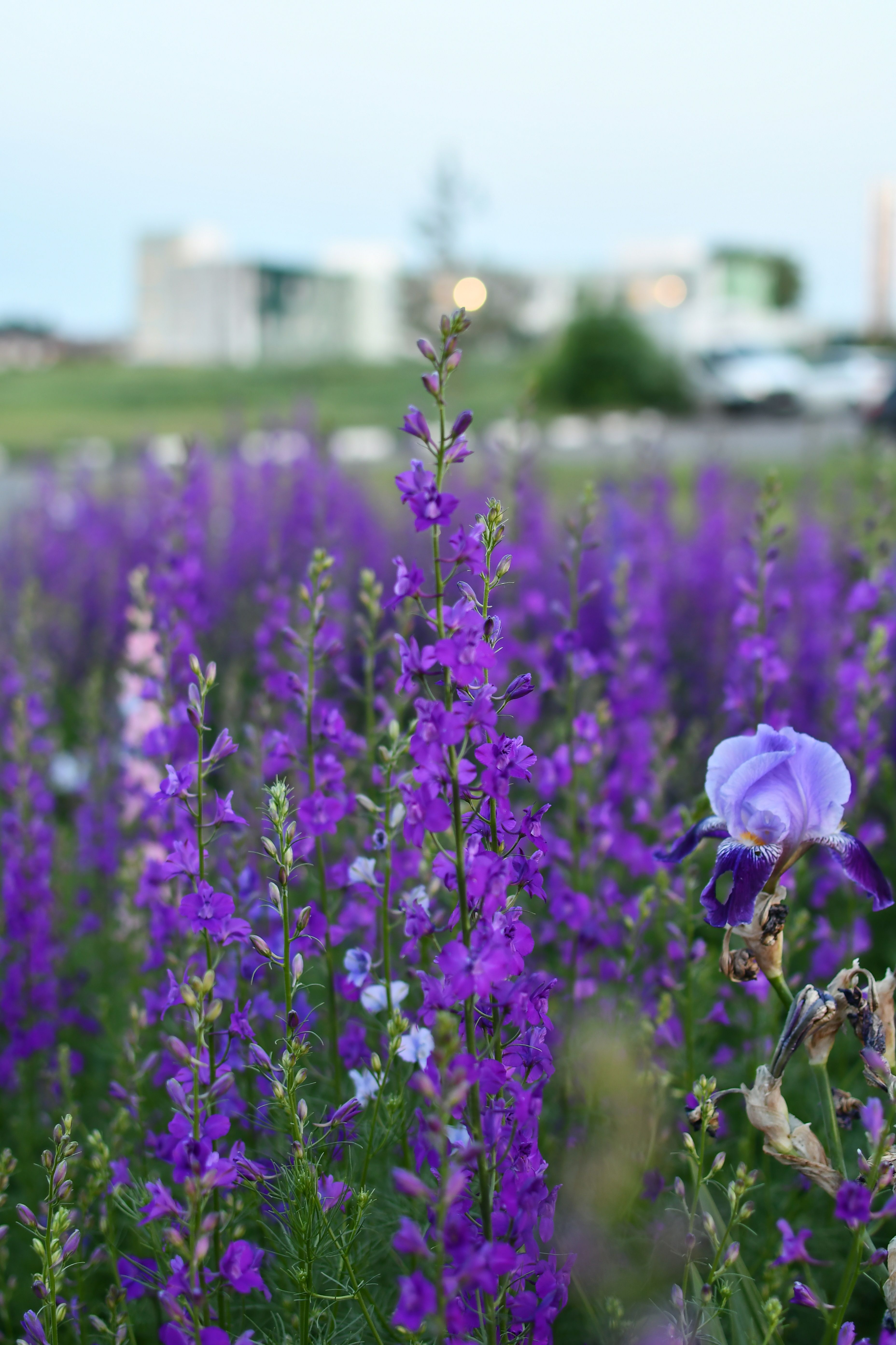 [ColoSach]-purple-wildflowers-and-irises-bloom-vibrantly-in-an-outdoor-field-setting,-under-a-clear-sky.