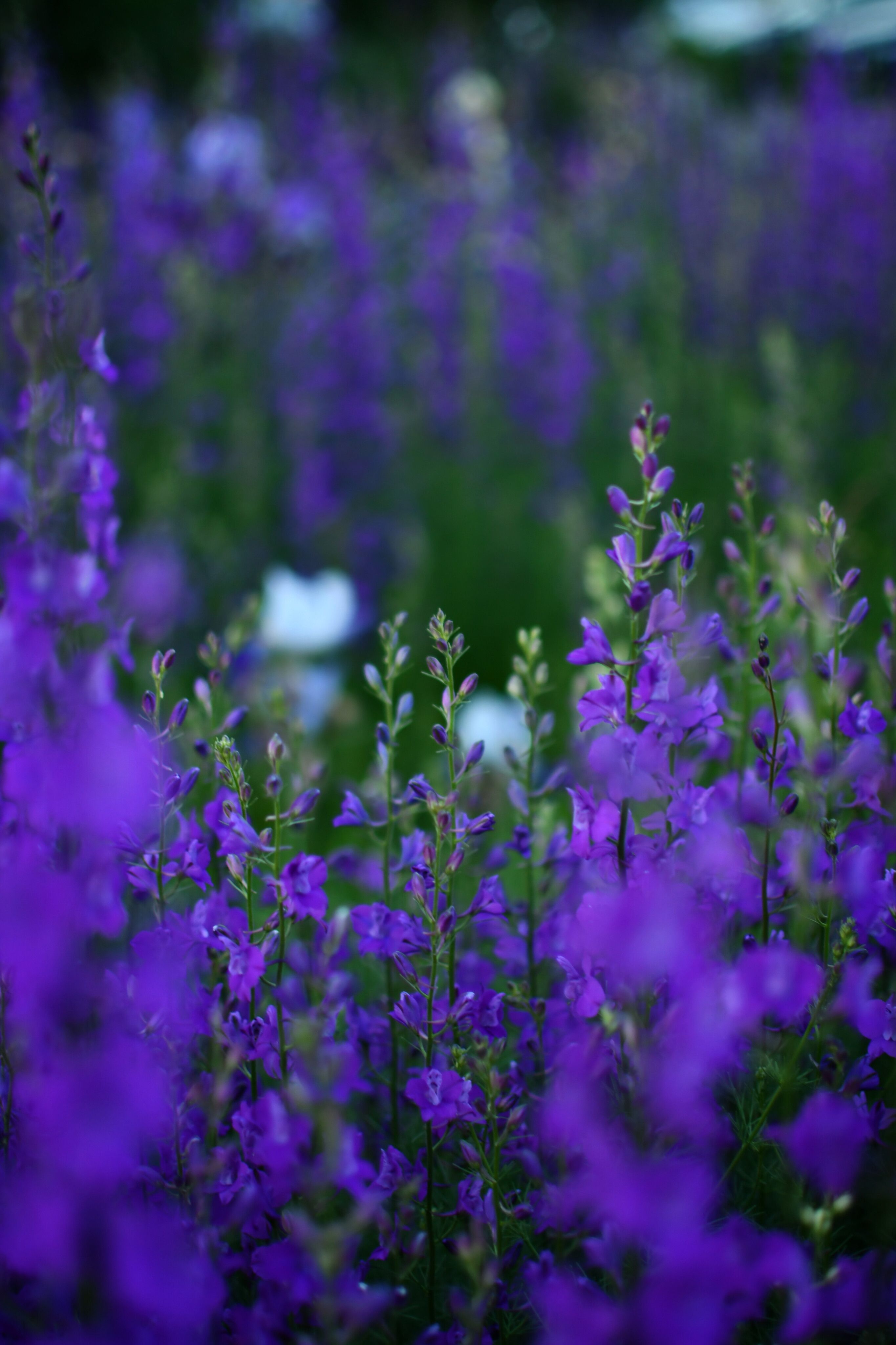 [ColoSach]-vibrant-purple-wildflowers-blooming-in-lush-greenery-during-summer.