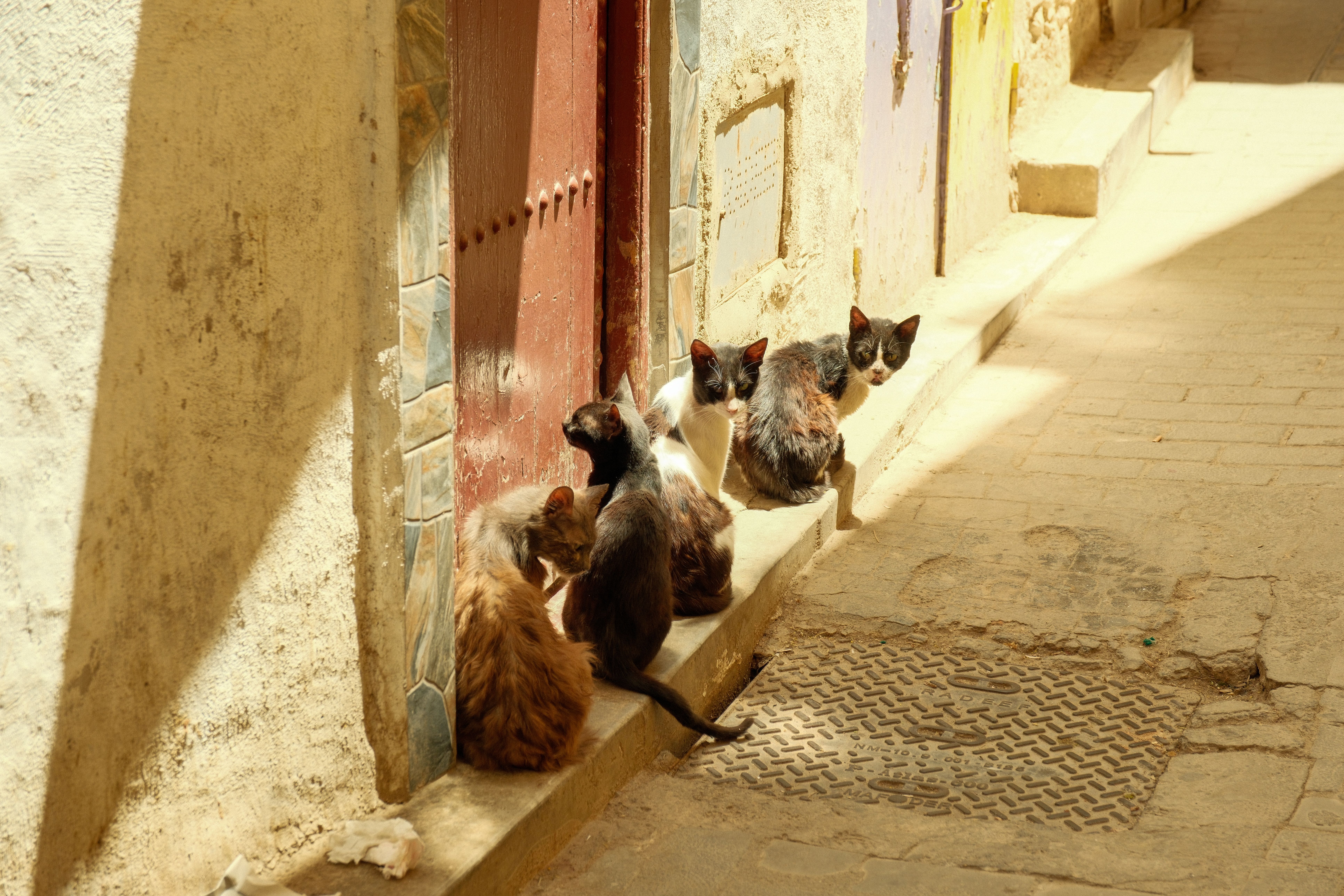 A group of stray cats resting in a sunlit alleyway of Fes, Morocco.
