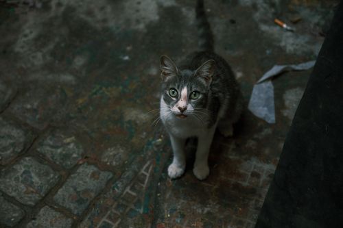 Free A captivating street cat with piercing eyes in the alleys of Fes, Morocco. Stock Photo