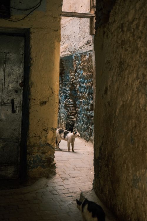 Free A serene alleyway scene featuring stray dogs in the cobblestone streets of Fes, Morocco. Stock Photo