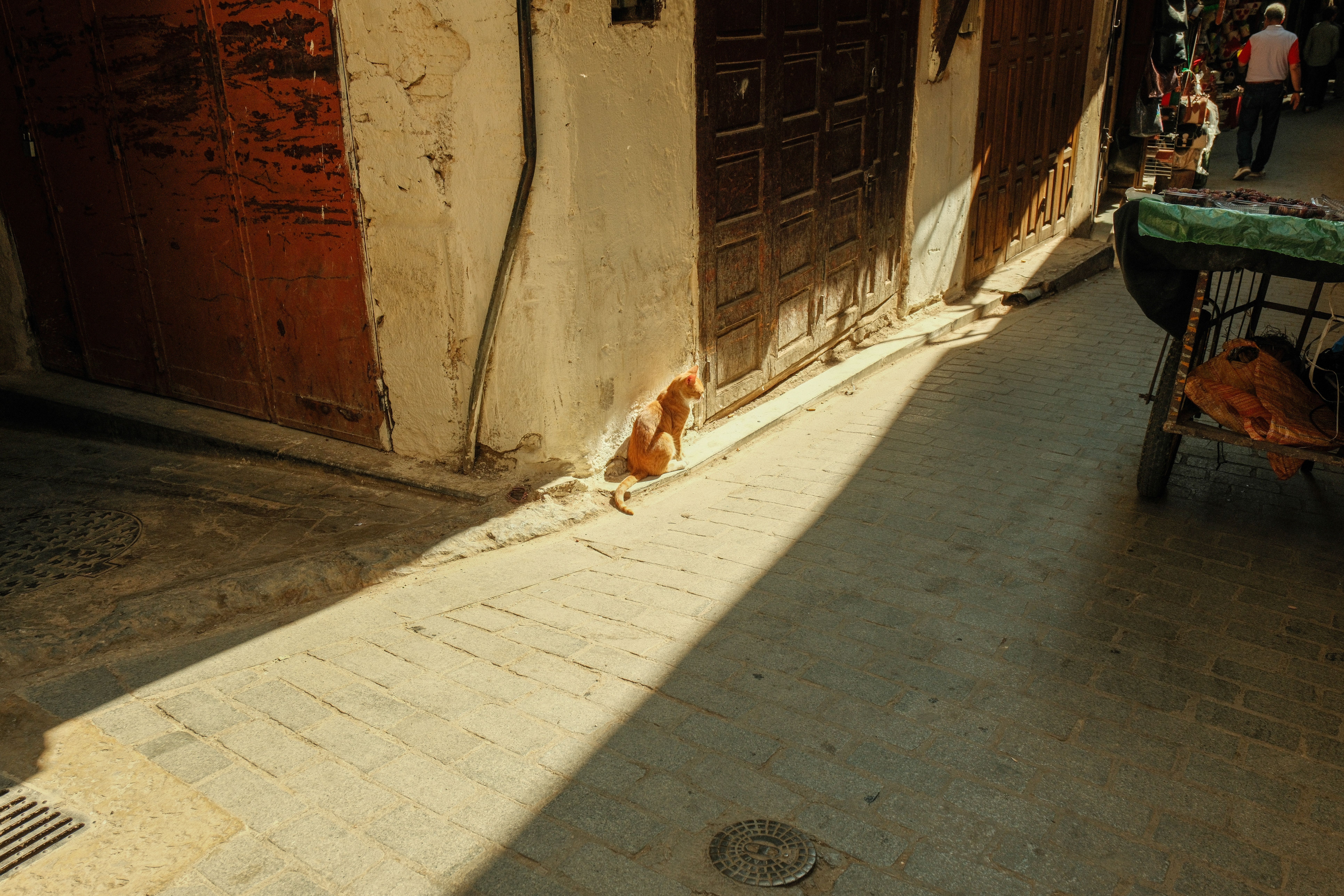A stray cat basks in warm sunlight on a historic Fes street.