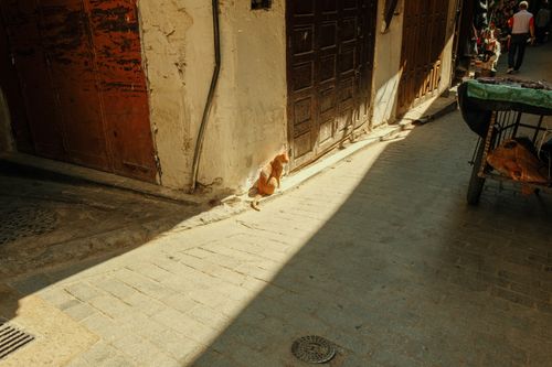 Free A stray cat basks in warm sunlight on a historic Fes street. Stock Photo