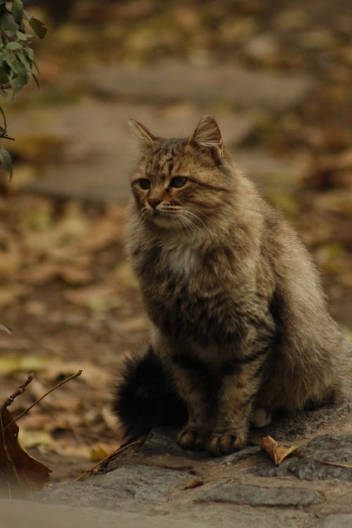 Free A fluffy tabby cat sits outdoors in an autumn scene, surrounded by fallen leaves. Stock Photo