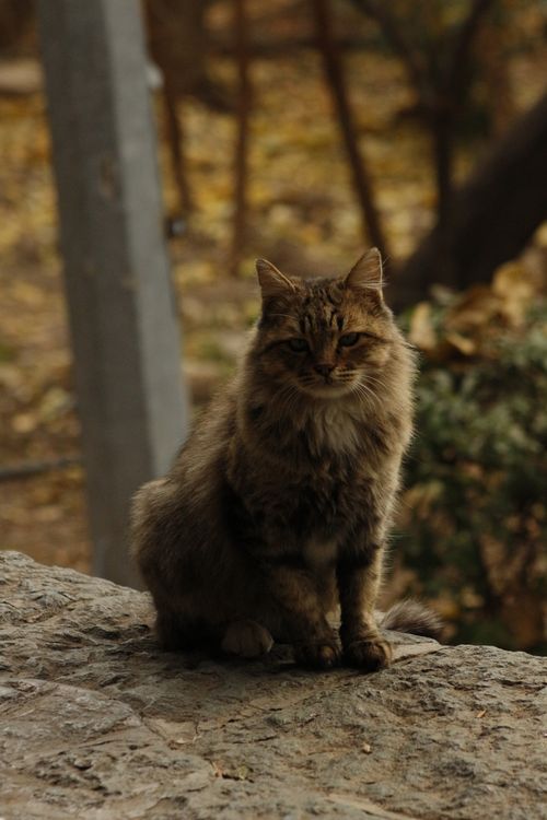Free A fluffy cat sits on a rock with an autumn forest backdrop. Stock Photo