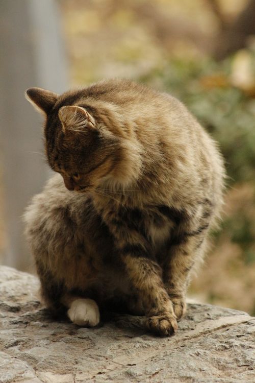 Free A fluffy domestic cat sits peacefully on a rock outdoors, looking down. Stock Photo
