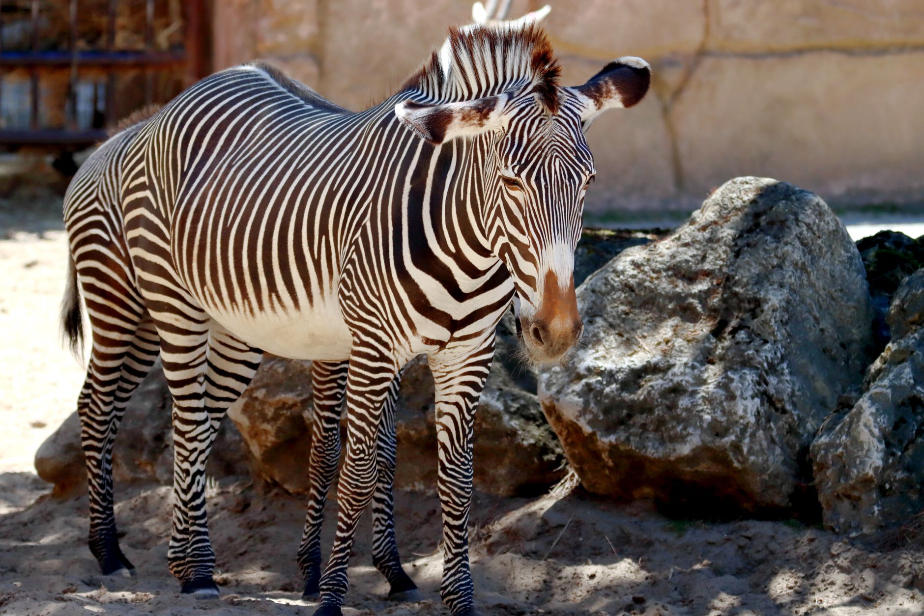 A Guide to the Samburu to Laikipia Safari Route