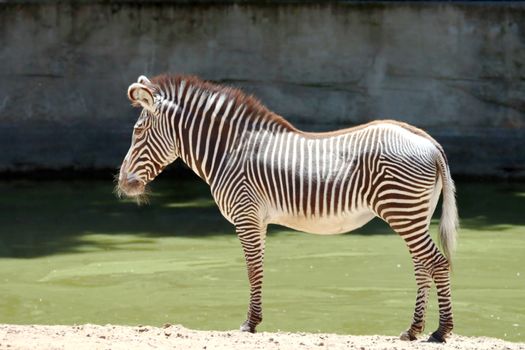 Close-up profile of zebra by the water on a sunny day, showcasing its distinct black and white stripes.