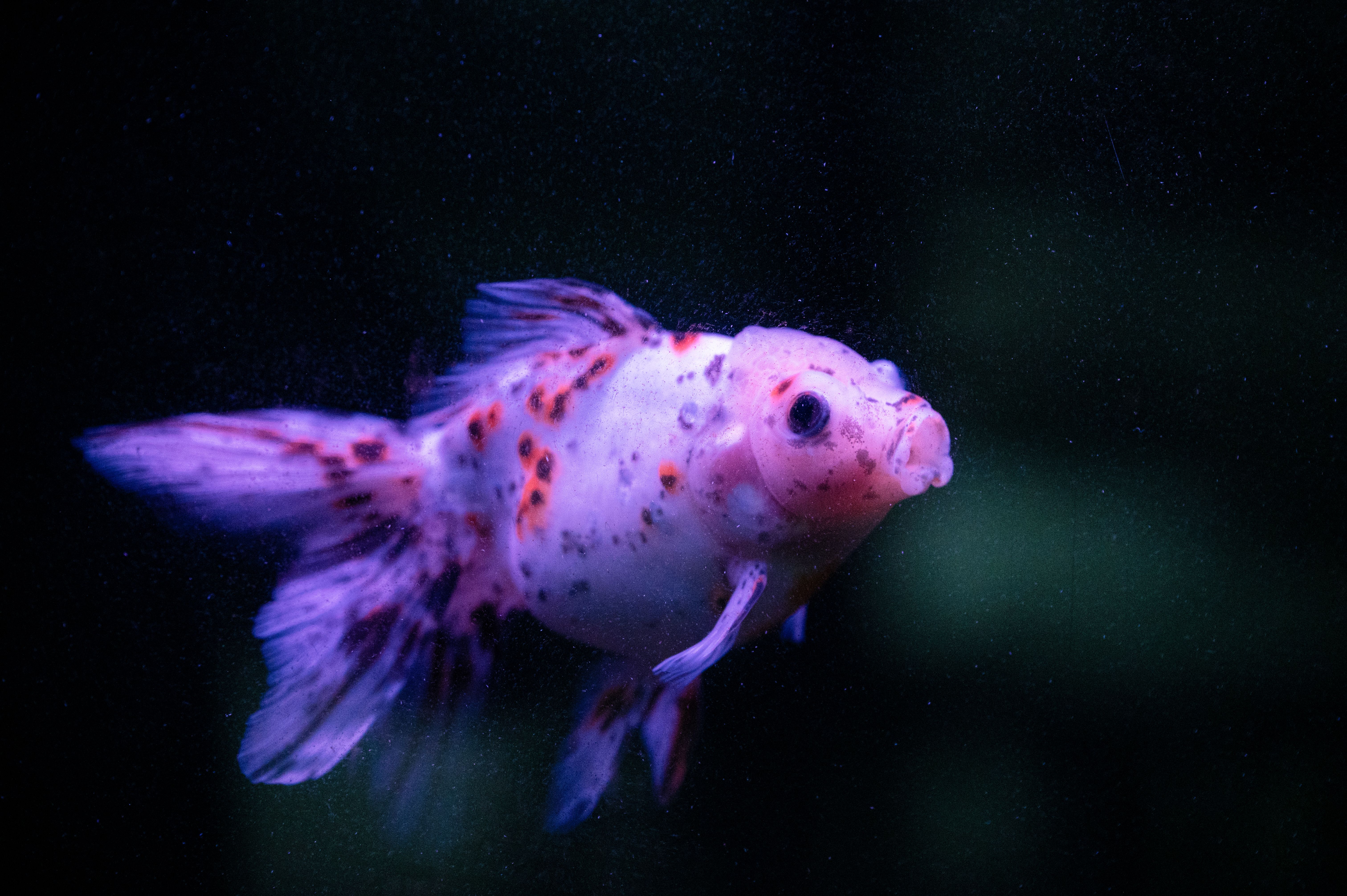 my white fish pink