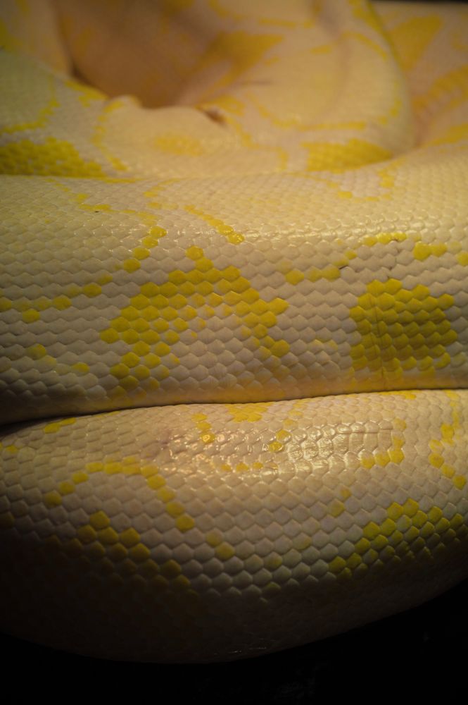 Yellow Scales Photos, Download The BEST Free Yellow Scales Stock Photos ...