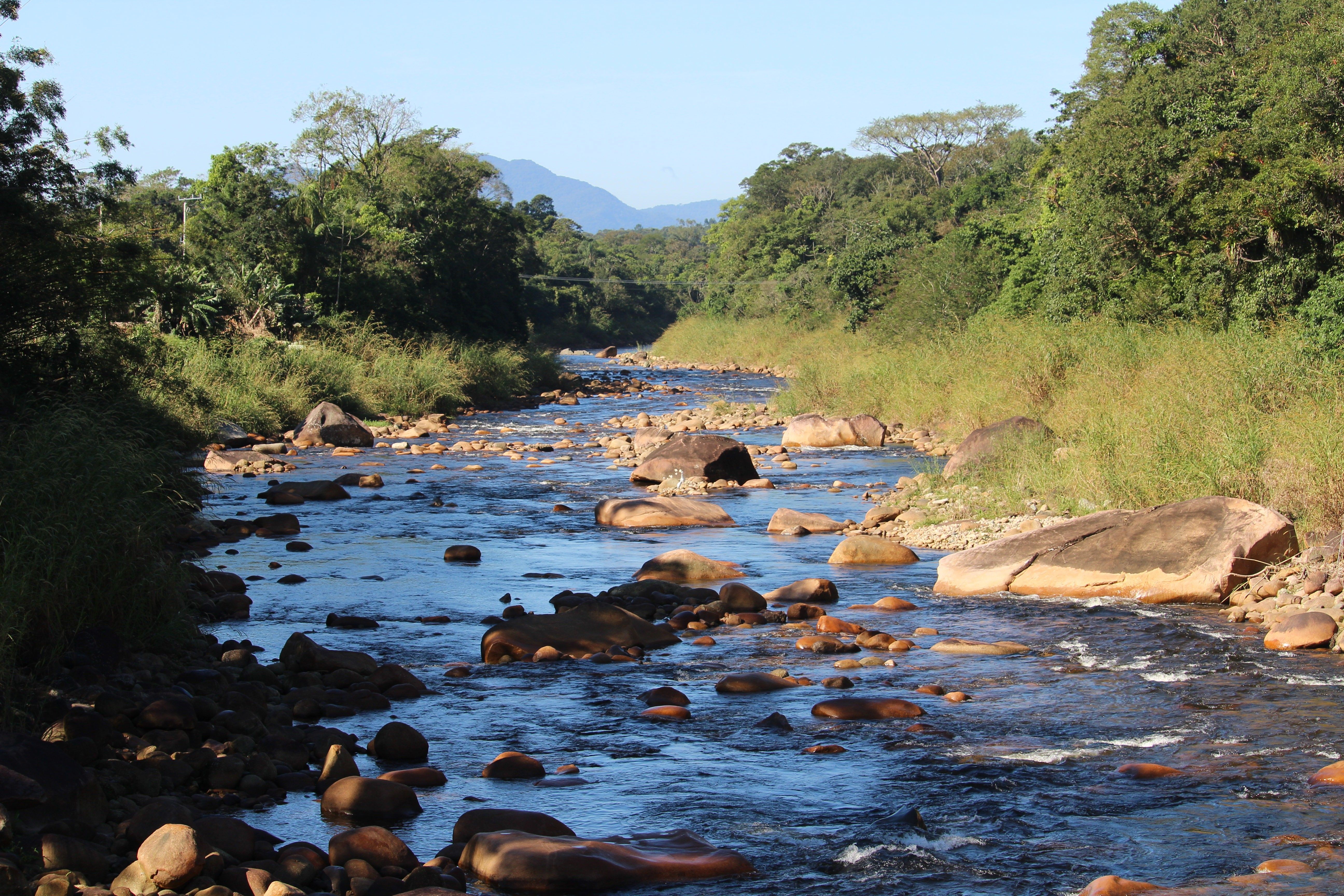 Serene river with rocky bed flowing through lush forest under blue sky.