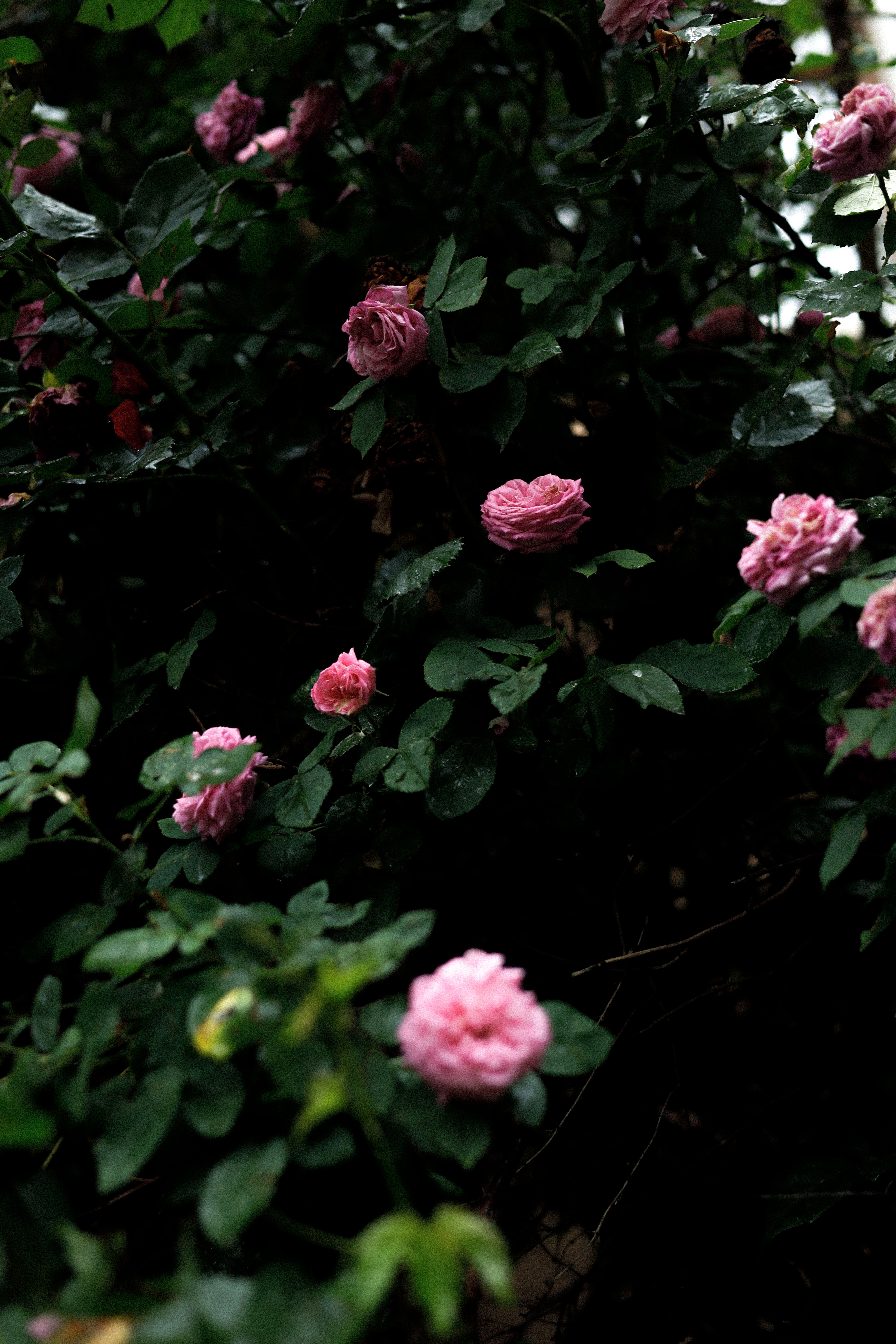[ColoSach]-beautiful-pink-roses-bloom-in-a-lush,-green-garden-creating-a-romantic-and-serene-atmosphere.
