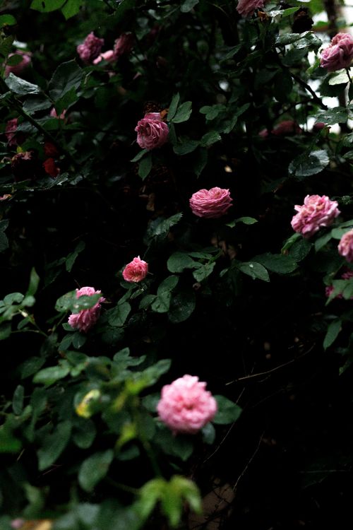 Free Beautiful pink roses bloom in a lush, green garden creating a romantic and serene atmosphere. Stock Photo