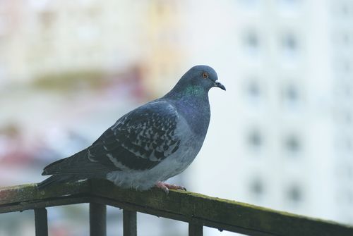 Free stock photo of 4k wallpaper, bird, full hd Stock Photo