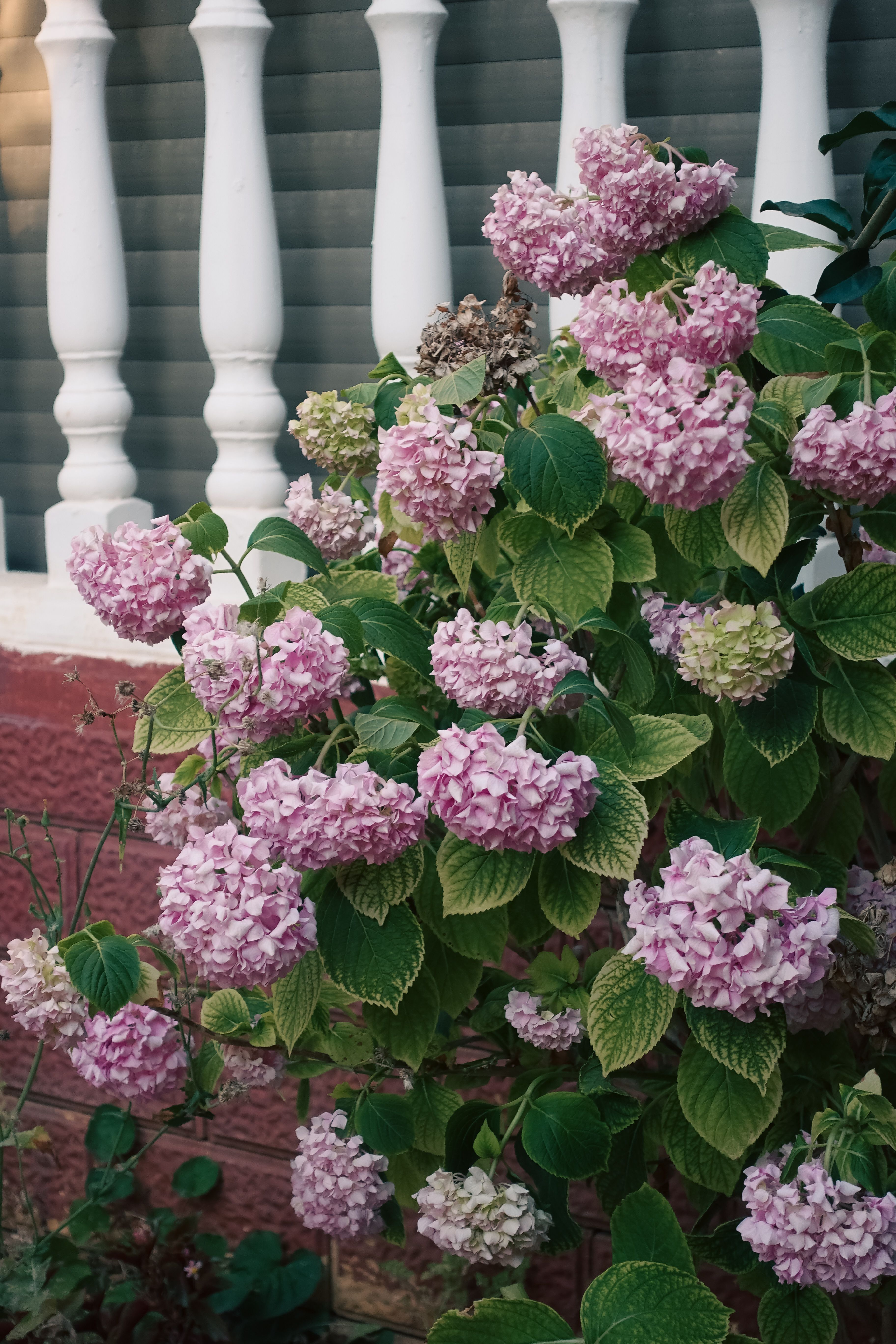 [ColoSach]-lush-pink-hydrangeas-in-bloom-against-a-classic-white-picket-fence.