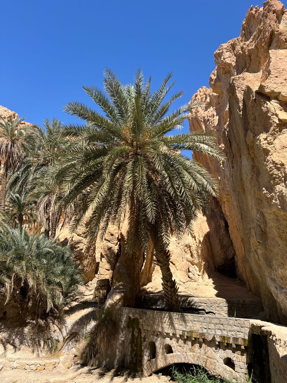 Oasis de palmeras de Tozeur, Túnez