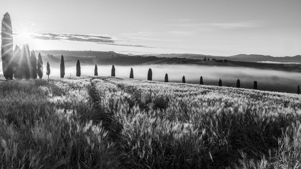 Black and white image capturing sunrise over a serene Tuscan landscape with cypress trees and mist.