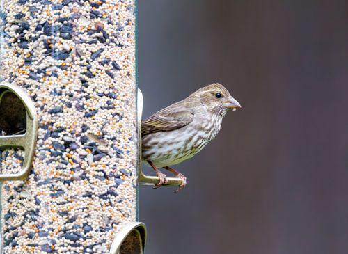 Free Close-up of a female house finch perched on a metal bird feeder filled with mixed seeds. Stock Photo
