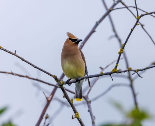 Free Cedar Waxwing perched elegantly on a branch with soft focus background, showcasing nature's beauty. Stock Photo