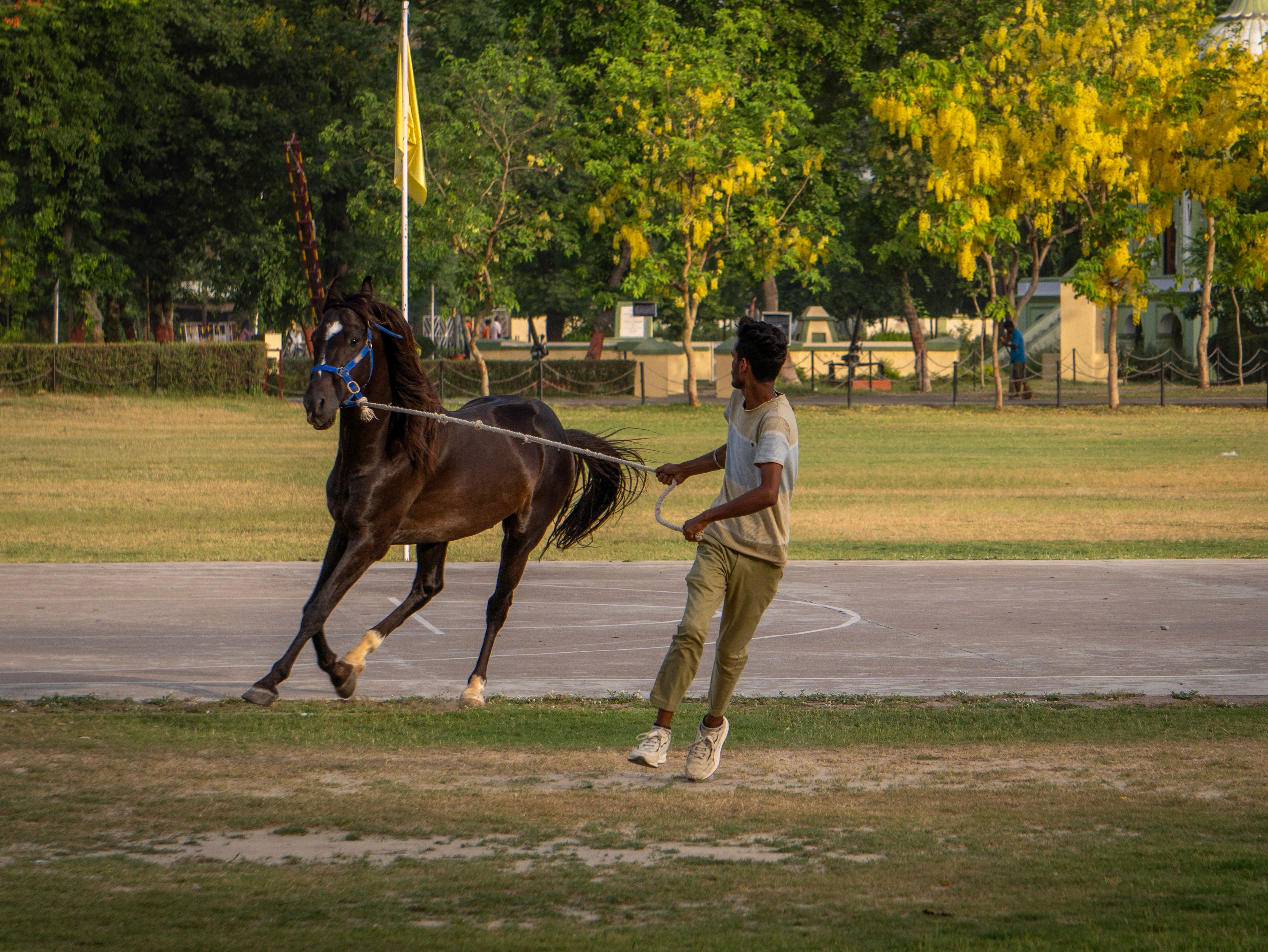 A horse trainer working with a horse outdoors in a sunny park setting, surrounded by trees.