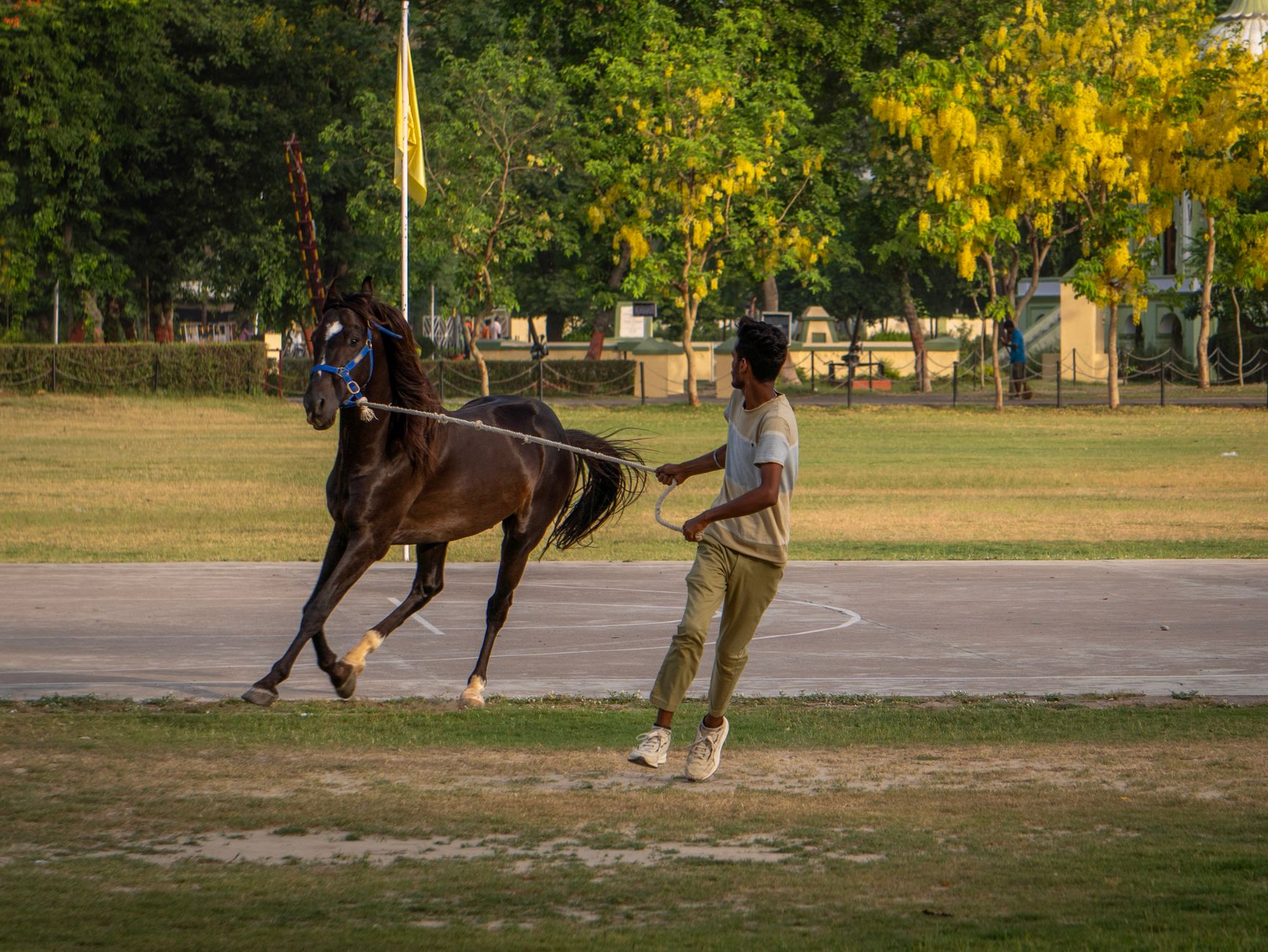 A horse trainer working with a horse outdoors in a sunny park setting, surrounded by trees.