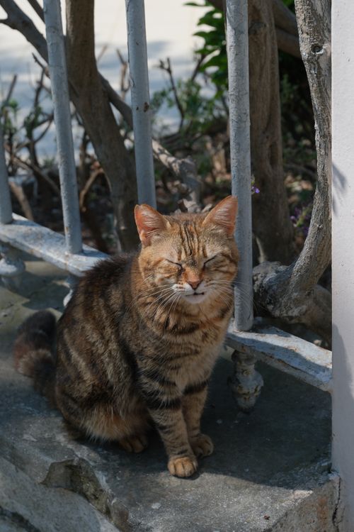 Free A serene tabby cat enjoys the sun beside a rustic fence outdoors. Stock Photo