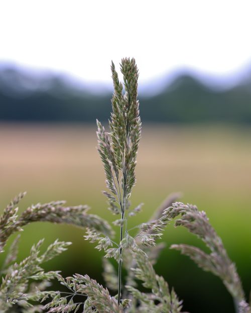 Free Serene close-up of a wild grass stalk against a blurred natural backdrop in Den Haag, Netherlands. Stock Photo
