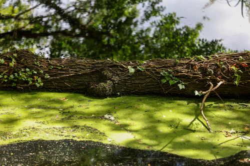 Free Fallen tree over lush green moss in a serene Den Haag park. Stock Photo