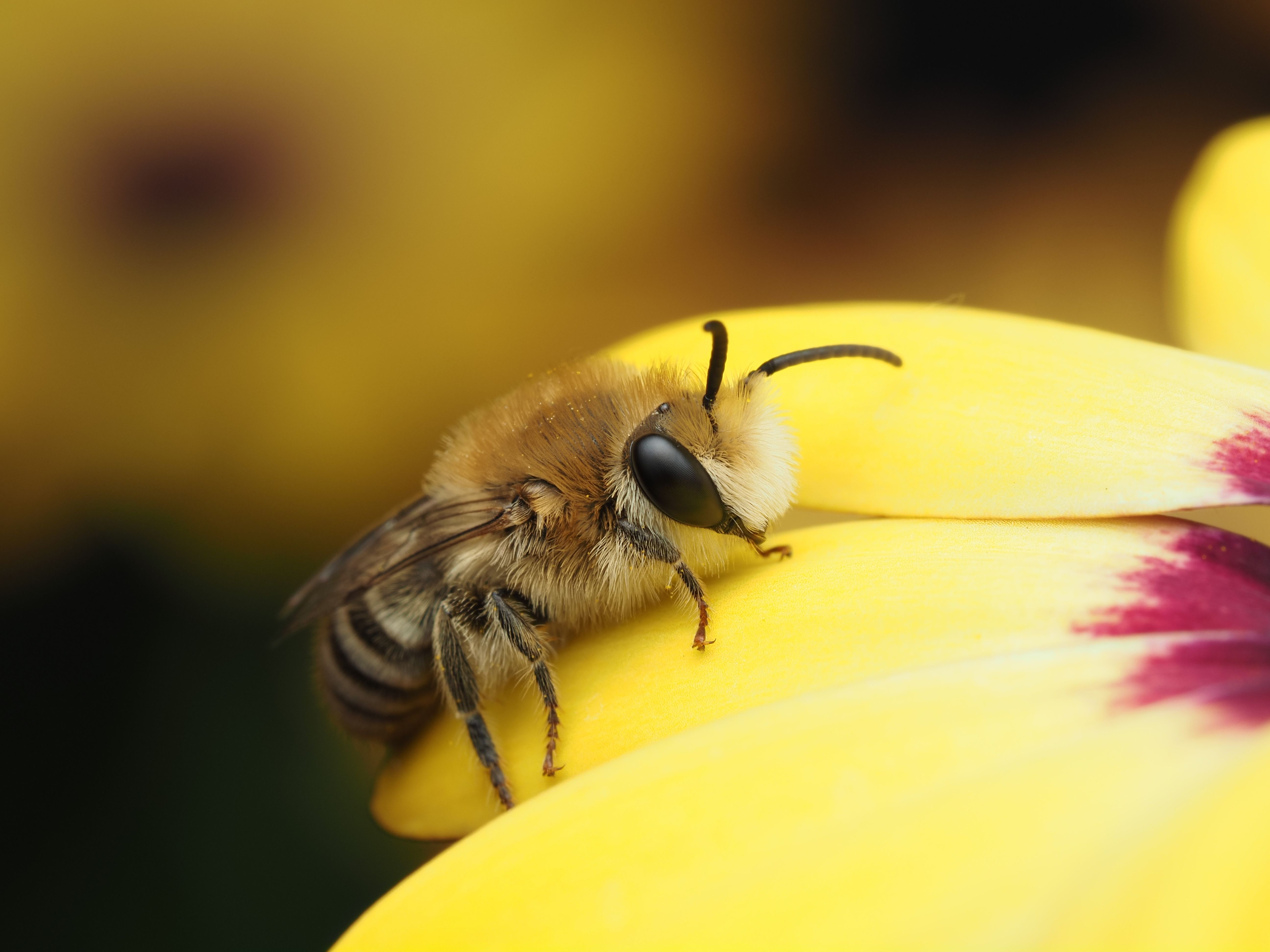 Civics Bee empowers local students to use their voice — Photo by Ali Goode on Pexels