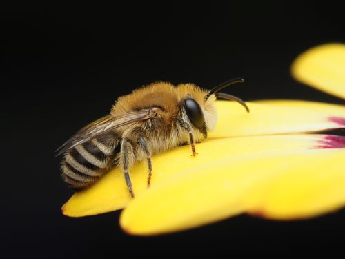 Free Detailed macro photography of a bee resting on a vibrant yellow flower petal against a dark background. Stock Photo