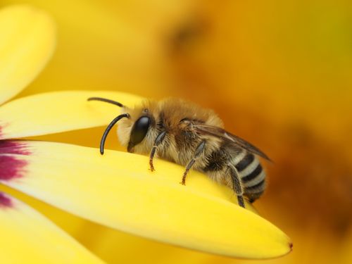 Free Detailed macro shot of a bee resting on a vibrant yellow flower petal, showcasing the insect's features. Stock Photo