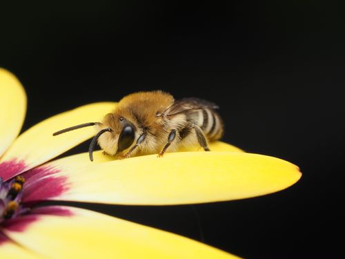 Free Macro shot of a bee resting on a vibrant yellow flower petal against a dark background. Stock Photo