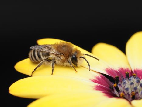Close-up of a bee resting on a bright yellow flower petal against a black background.